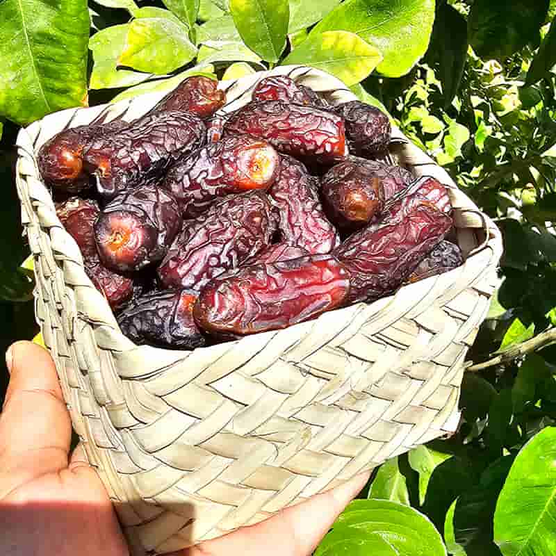 تصویر 4 از خرید و قیمت خرما پیارم صادراتی + فروش عمده