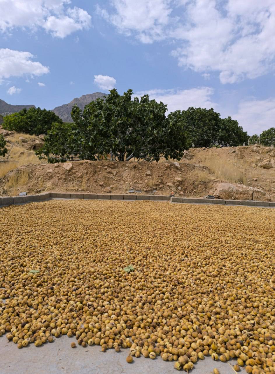 تصویر 1 از خرید انجیر مرغوب با کیفیتی صادراتی