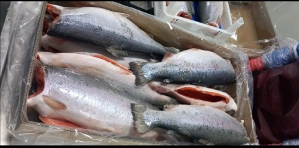 تصویر 1 از خرید عمده و مناسب ماهی قزل آلا + سالمون