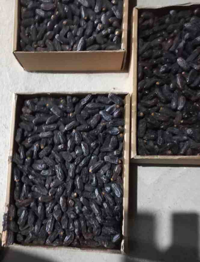تصویر 1 از خرما کبکاب + خرید