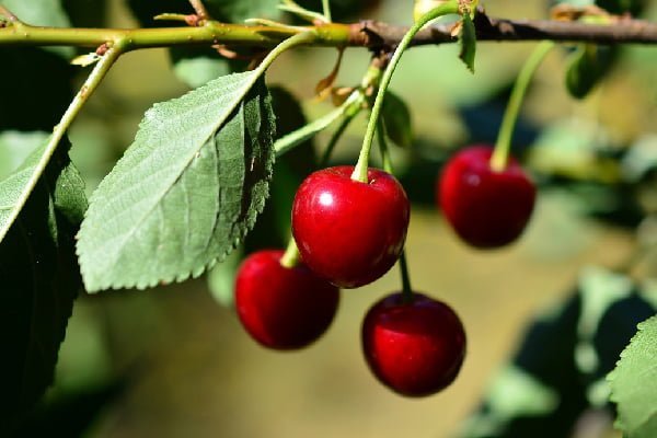 تصویر 4 از خرید و قیمت آبمیوه گیلاس مشهد + فروش صادراتی