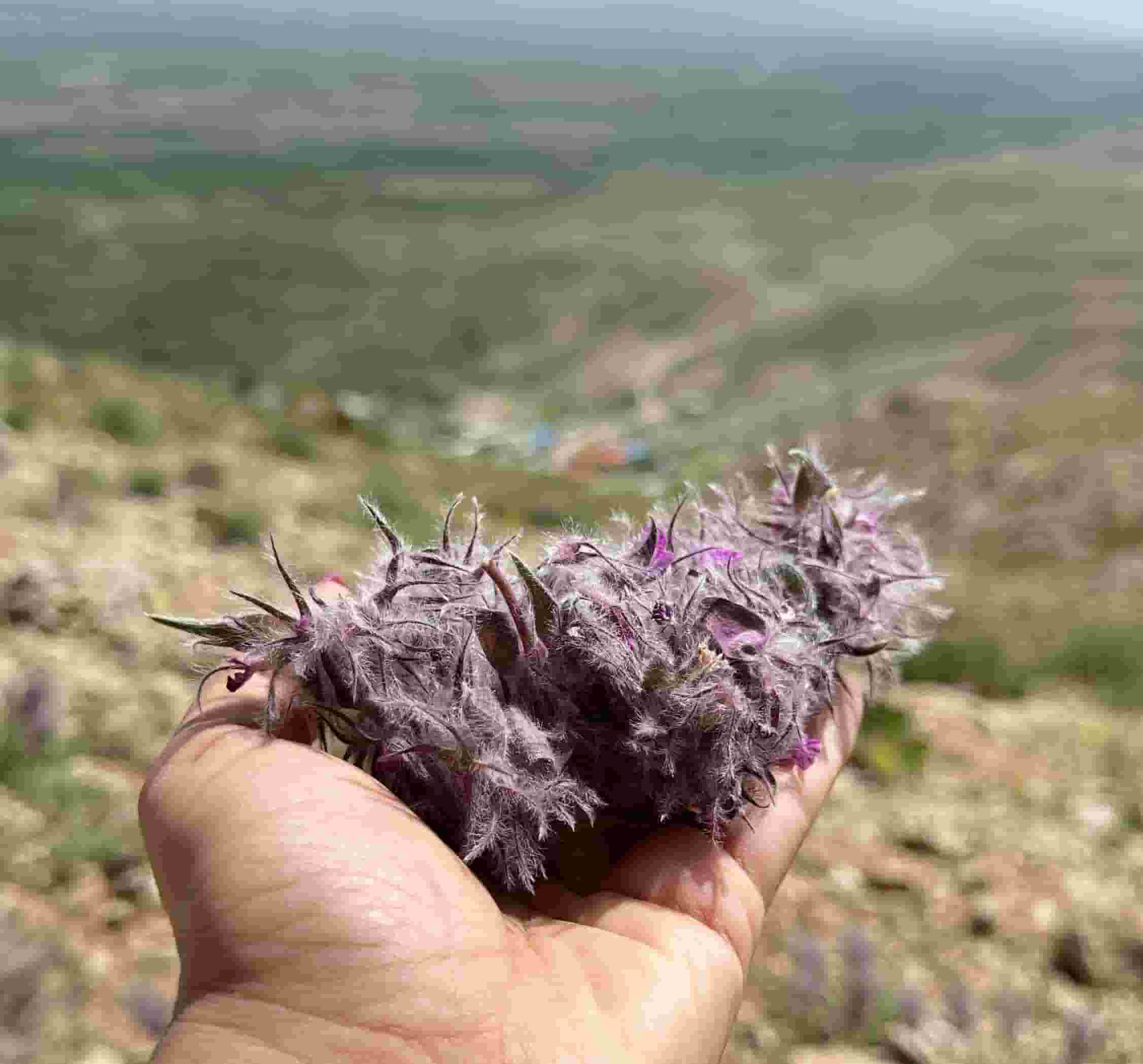 تصویر 4 از خرید و قیمت چای کوهی + فروش صادراتی