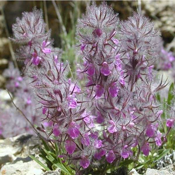 تصویر 3 از خرید و قیمت چای کوهی + فروش صادراتی