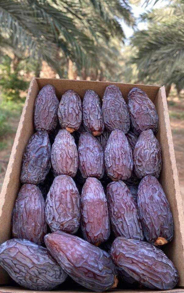 تصویر 2 از خرید خرما مجول لوکس عمده + قیمت مناسب