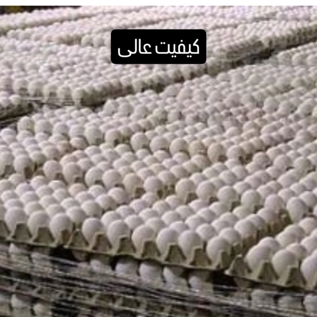 تصویر 1 از تخم مرغ محلی و صنعتی درجه یک