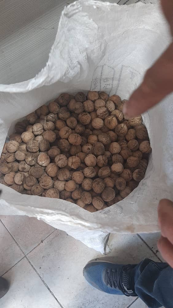 تصویر 1 از خرید گردو در ایران