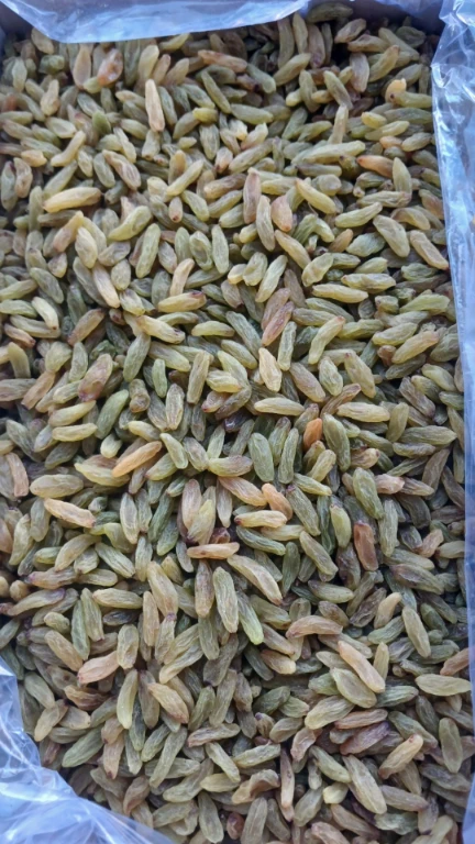 تصویر 1 از فروش بی واسطه کشمش سبز قلمی کاشمر