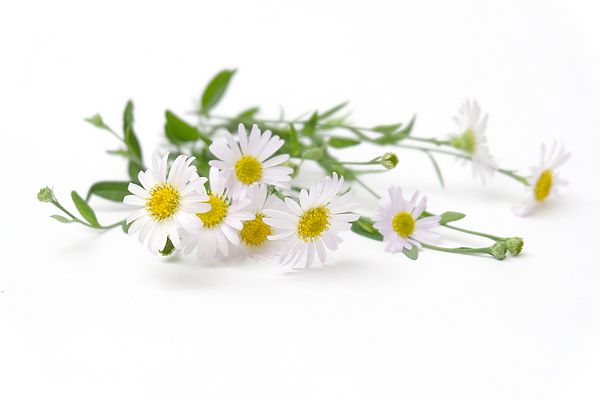 تصویر 4 از خرید و قیمت گل بابونه + فروش عمده