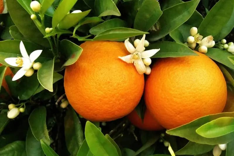 تصویر 1 از قیمت خرید پرتقال تامسون + فروش ویژه