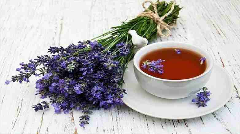 تصویر 3 از قیمت خرید گل گاوزبان + فروش ویژه