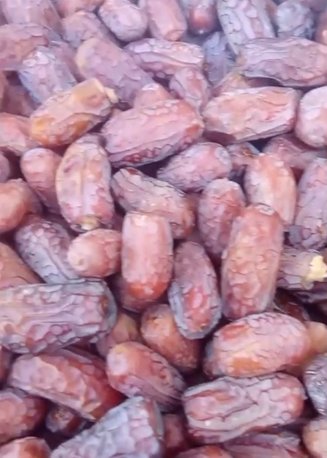 فروش خرما پیارم طلایی