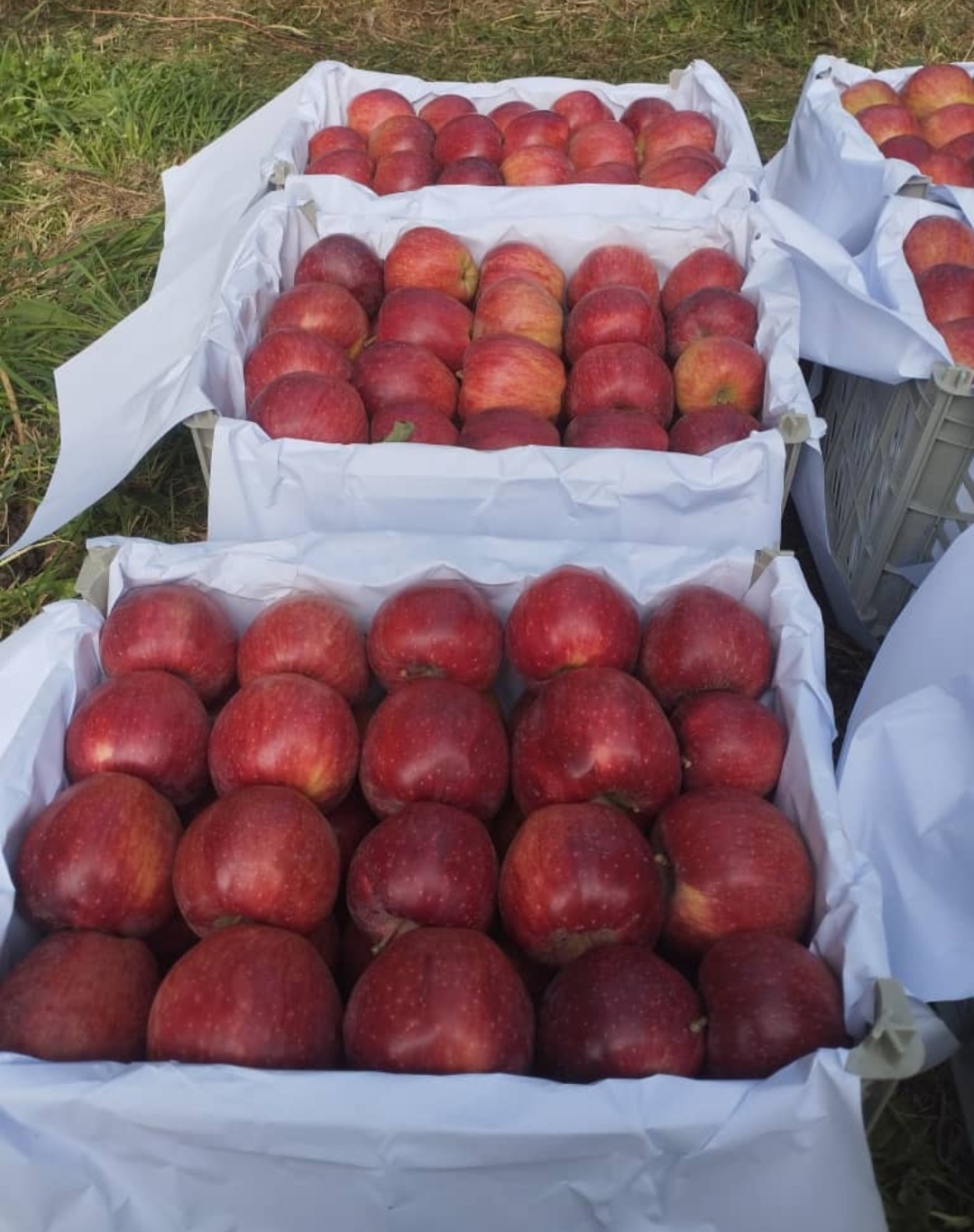 تصویر 1 از خرید و قیمت سیب قرمز کوهستانی منطقه آذربایجان غربی