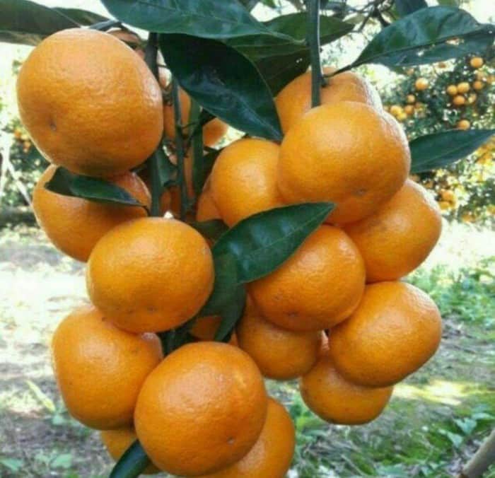 تصویر 1 از قیمت خرید نارنگی محلی + فروش ویژه