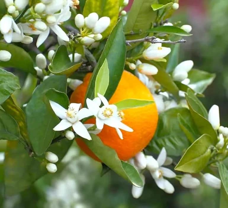 تصویر 2 از قیمت خرید نارنج شیراز + فروش ویژه