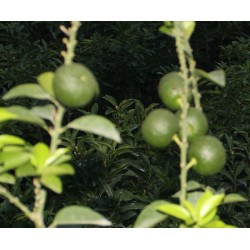 تصویر 4 از قیمت خرید نارنج مینیاتوری + فروش ویژه