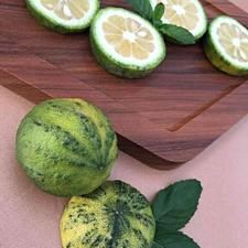 تصویر 3 از قیمت خرید نارنج ابلق + فروش ویژه