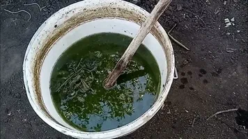 کود مرغی گرانوله برای گندم با شرایط ویژه و کیفیت تضمین شده
