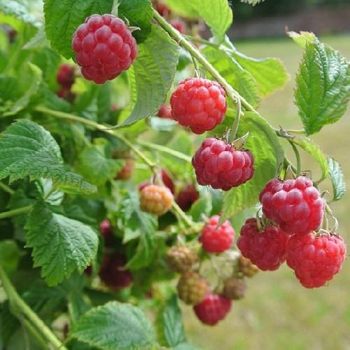 تصویر 5 از فروش عمده نهال رزبری + تولید با نظارت ما فروش تضمینی میوه در بازار