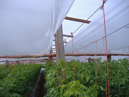 تصویر 3 از خرید نایلون دوپوش گلخانه شیمی پلاستیک + به قیمت کارخانه