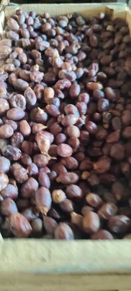 تصویر 4 از قیمت عمده فروش خرما صنعتی