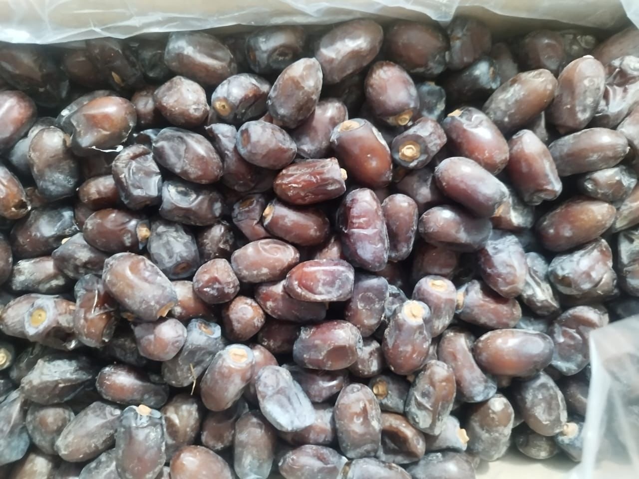 تصویر 5 از فروش عمده خرمای کلوته عنبرآباد + قیمت رقابتی