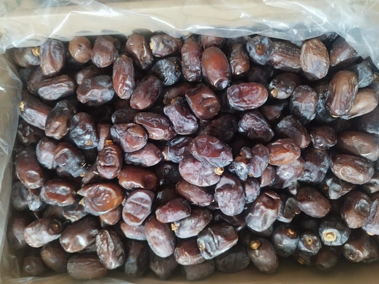 تصویر 4 از فروش عمده خرمای کلوته عنبرآباد + قیمت رقابتی