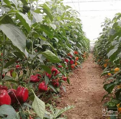 تصویر 2 از فلفل دلمه ای رنگی درجه ۱ ویژه صادرات