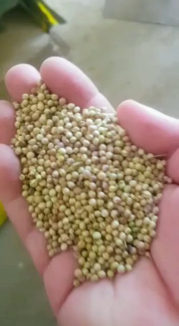 تصویر 1 از فروش تخم گشنیز دارویی آناهیتا با تایید کیفیت