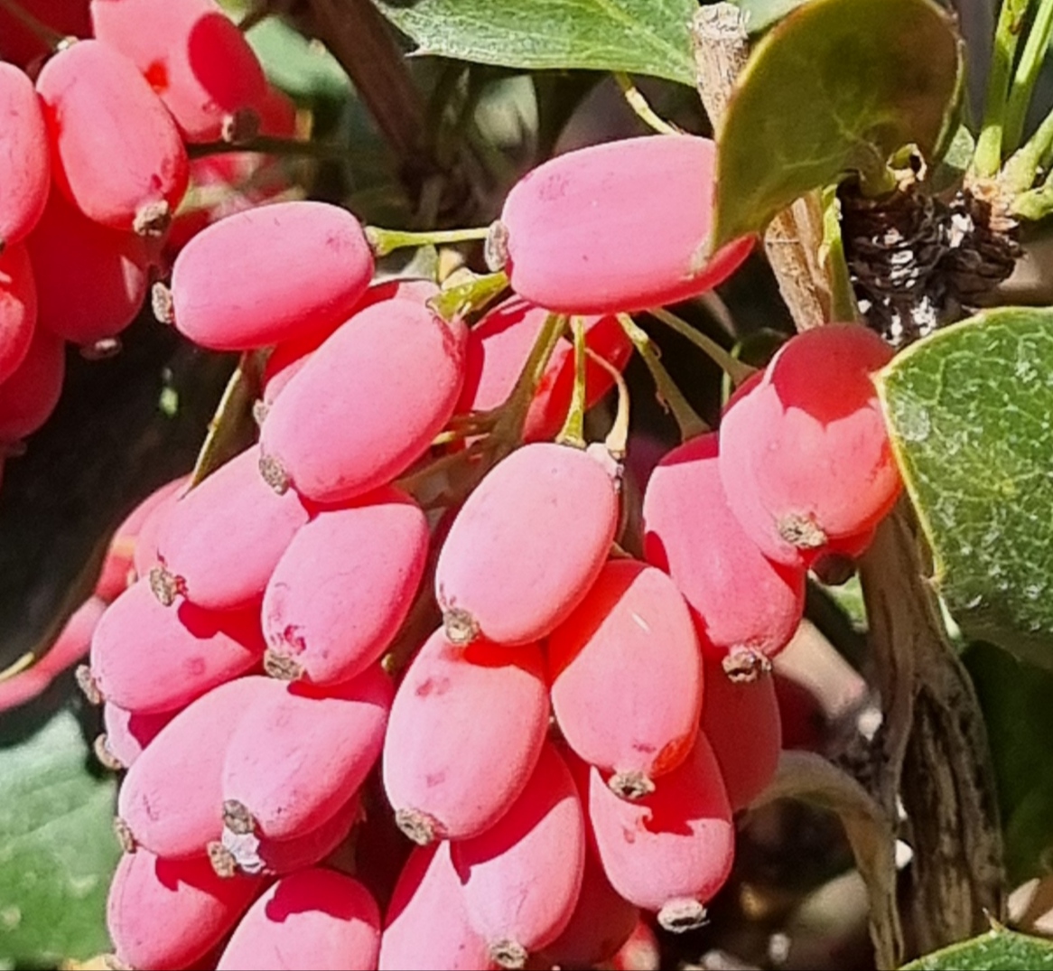 بهترین زرشک سال بیرجند + فروش عمده