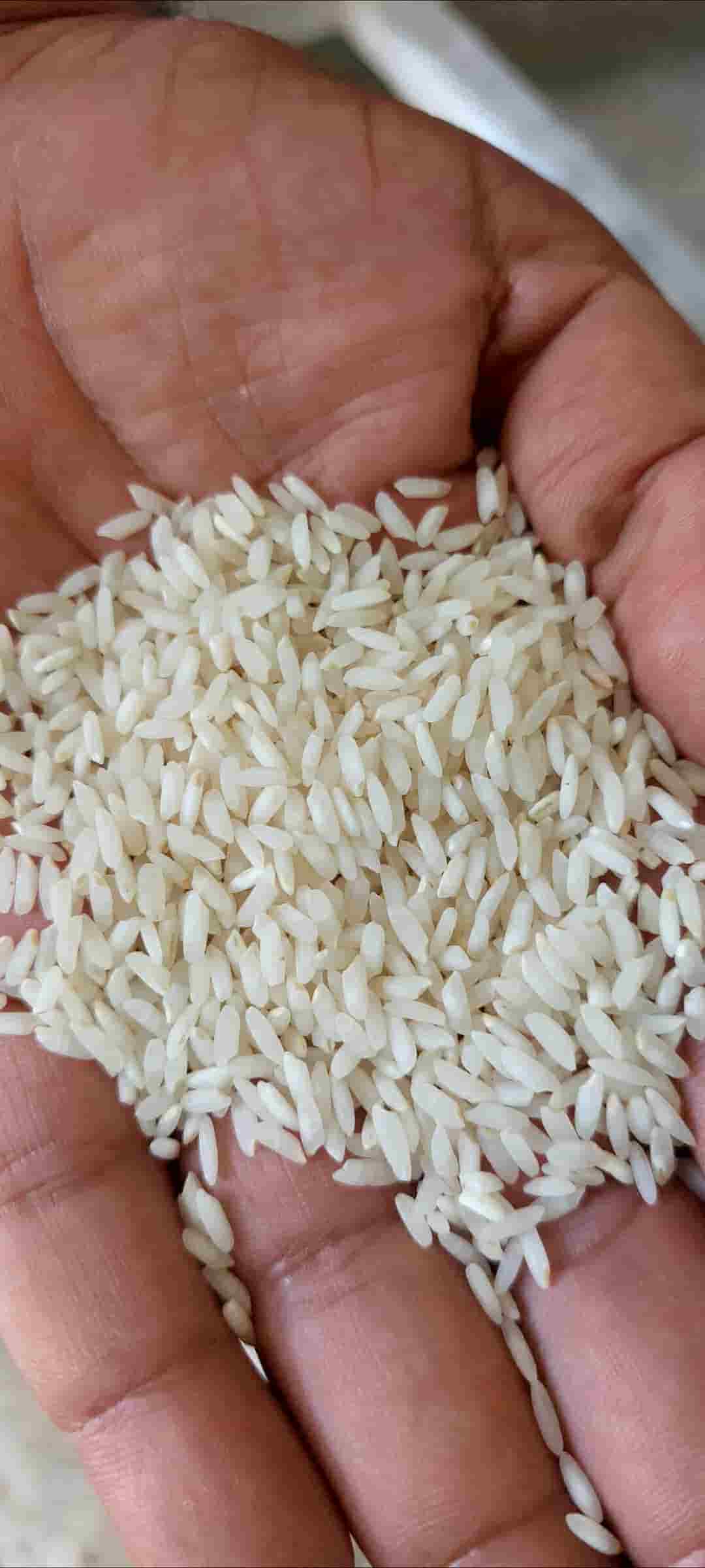 خرید برند های داخلی برنج طارم هاشمی با کیفیت ثابت و پخت یکنواخت
