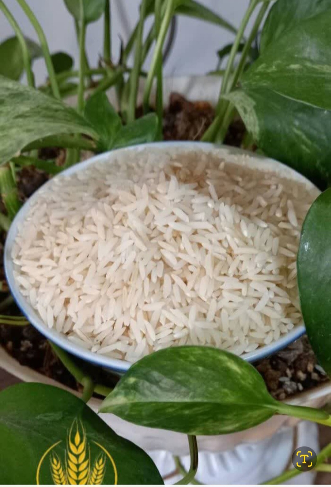 خرید برنج طارم هاشمی مرغوب و اعلا + خرید با قیمت بصرفه