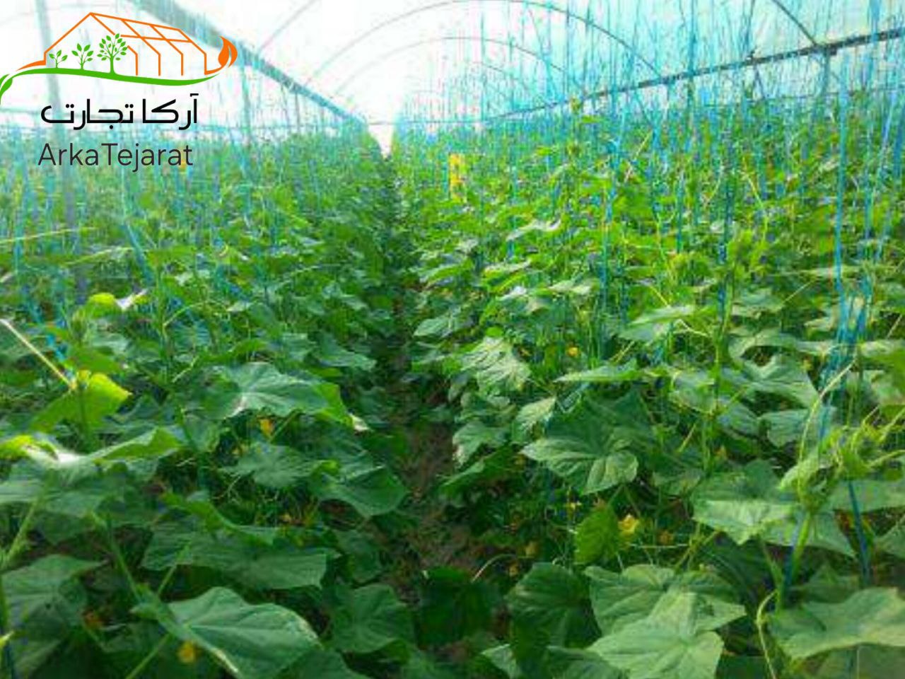 تصویر 4 از خرید و قیمت نخ گلخانه‌ ای خیار فروش بی‌ واسطه و با صرفه