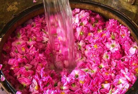 تولید کننده اصلی گلاب به صورت عمده با شرکت فولاد گل + خرید