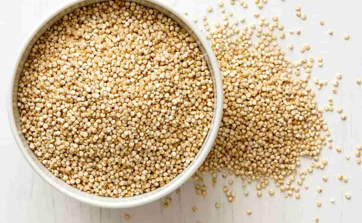 تصویر 4 از خرید و قیمت کینوا زرد + فروش عمده