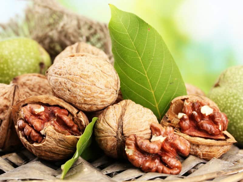تصویر 1 از قیمت خرید گردو تازه + فروش ویژه