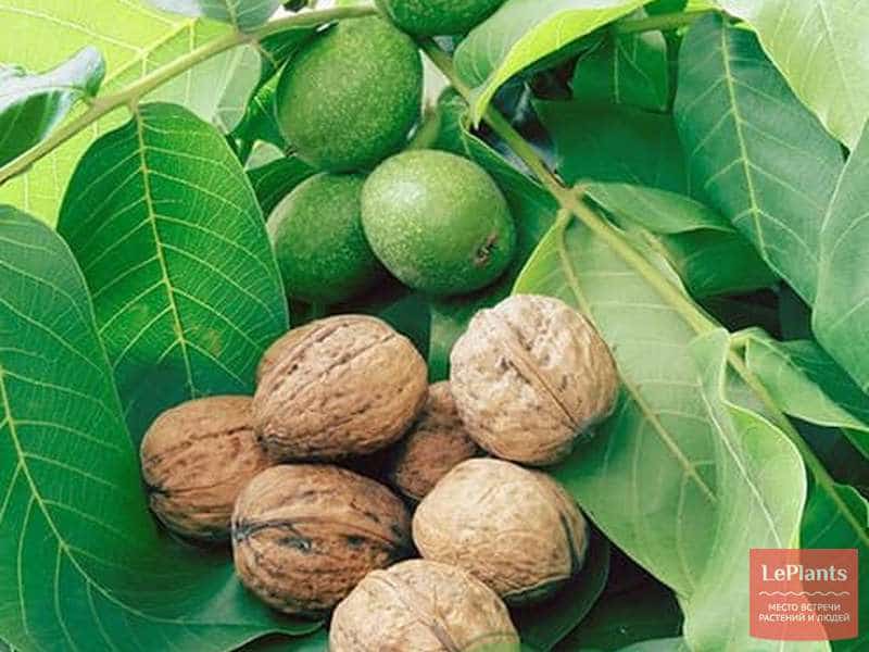 قیمت گردو سبز