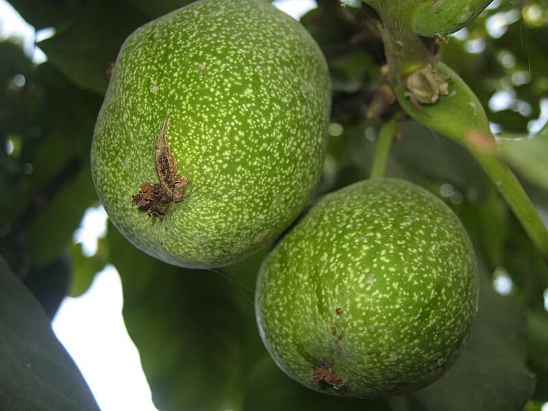 تصویر 3 از خرید گردو پیوندی + قیمت فروش استثنایی