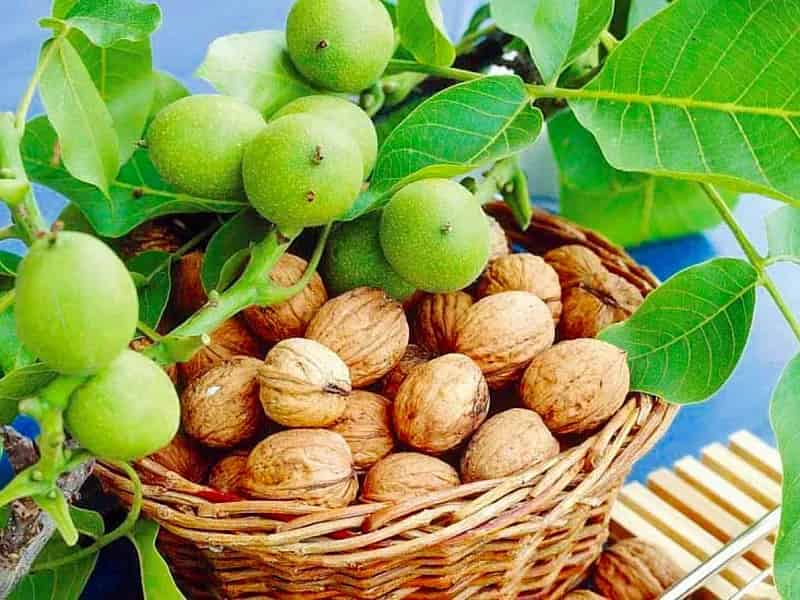 تصویر 4 از خرید گردو پیوندی + قیمت فروش استثنایی