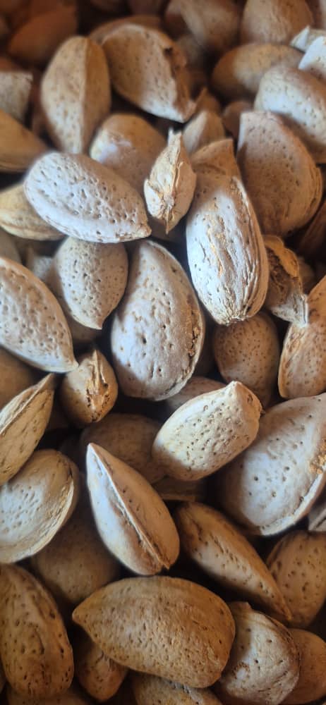 تصویر 2 از بادام درختی کال با قیمت عالی رقابتی
