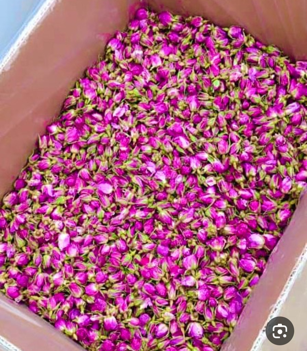خرید غنچه گل محمدی تازه و خشک با کیفیت صادراتی