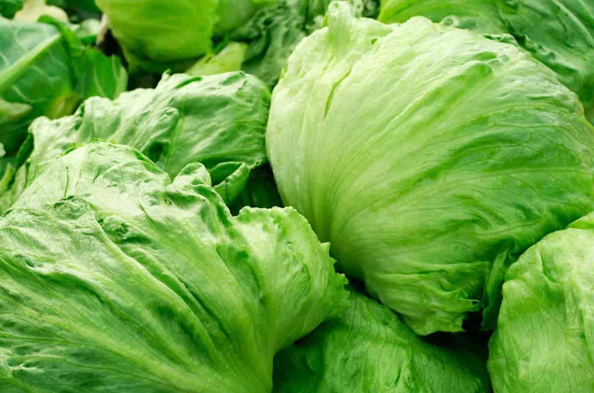 تصویر 1 از خرید و قیمت کاهو پیچ + فروش عمده