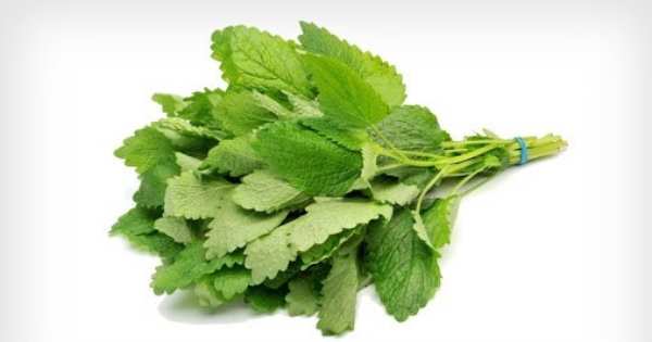 تصویر 1 از فروش عمده بادر نجبویه برگ صادراتی + محصول ممتاز
