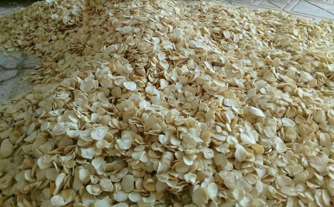 تصویر 2 از خرید عمده گرانول موسیر صادراتی + فرآوری دقیق عطر ماندگار