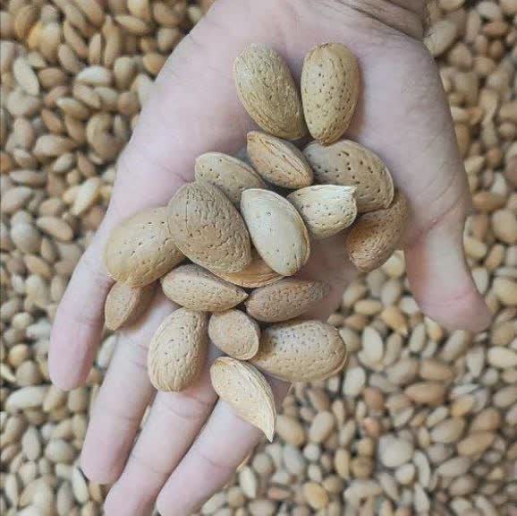 فروش و قیمت عمده بادام سنگی کردستان