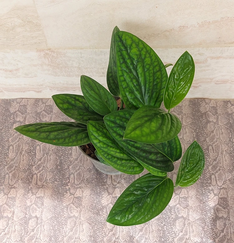 تصویر 1 از قیمت گیاه پتوس + خرید باور نکردنی