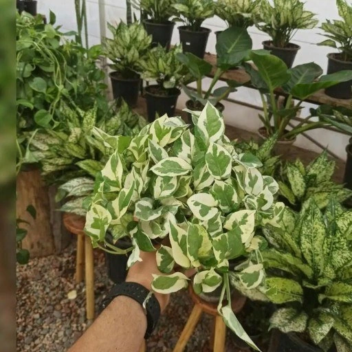 تصویر 1 از خرید و فروش گیاه پتوس ارتشی با شرایط فوق العاده