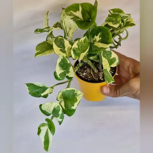 تصویر 4 از خرید و فروش گیاه پتوس ارتشی با شرایط فوق العاده