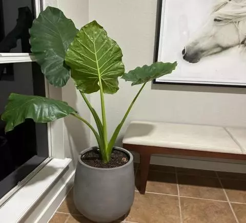 خرید گیاه بابا آدم