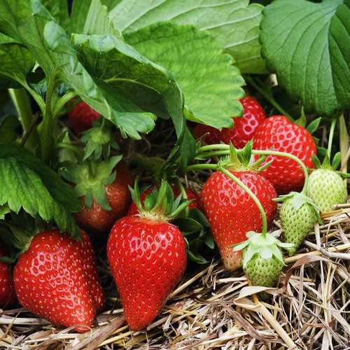 خرید  نهال توت فرنگی + قیمت فروش استثنایی