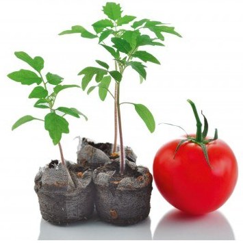 تصویر 1 از قیمت بذر گوجه فرنگی + خرید باور نکردنی